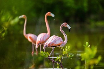 Caribbean flamingos ( Phoenicopterus ruber ruber )