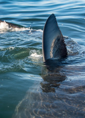 Fototapeta premium Shark fin above water. closeup Fin of a Great White Shark (Carcharodon carcharias) in ocean water.
