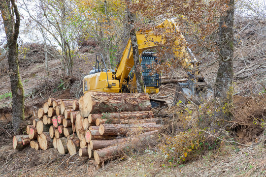 Logging in an autumn oak forest using a heavy duty excavator to push over the trees and stack the tree trunks in a renewable energy and deforestation concept