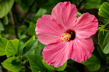 Hibiscus Flower in Hawaii