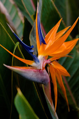 Fototapeta na wymiar Bird of Paradise Flower in Hawaii