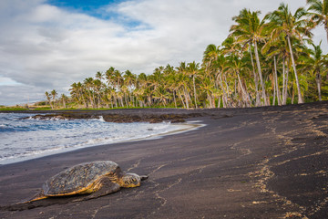 Naklejka premium Hawaiian Green Sea Turtle relaxing on a black sand beach in Hawaii