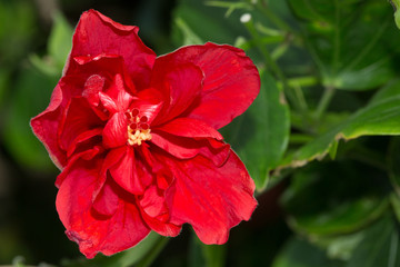 Beautiful Hawaiian Flower