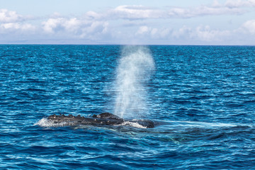 Fototapeta premium Humpback Whale spouting in Maui