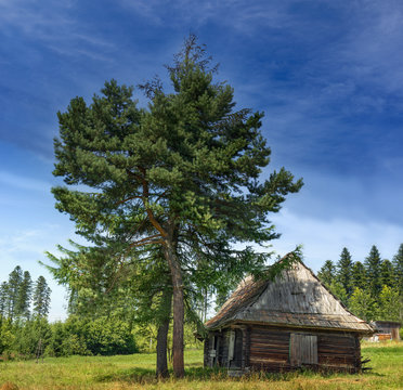 wooden hut under a tree