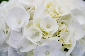 Photo sur Aluminium Hortensia 白い紫陽花