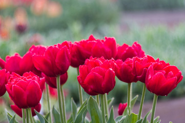 Red tulip bulbs in flower