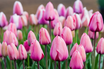 Light pink tulip bulbs in flower