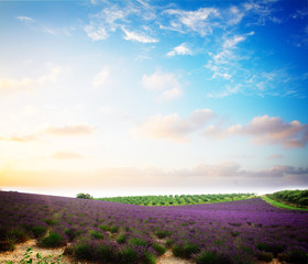 Fototapeta na wymiar Blooming Lavender field