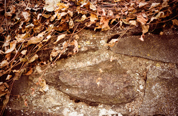 Stone wall texture with dry leaves
