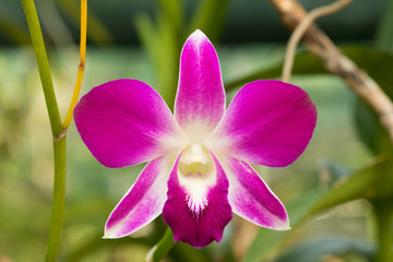 beautiful Purple Dendrobium orchid flower