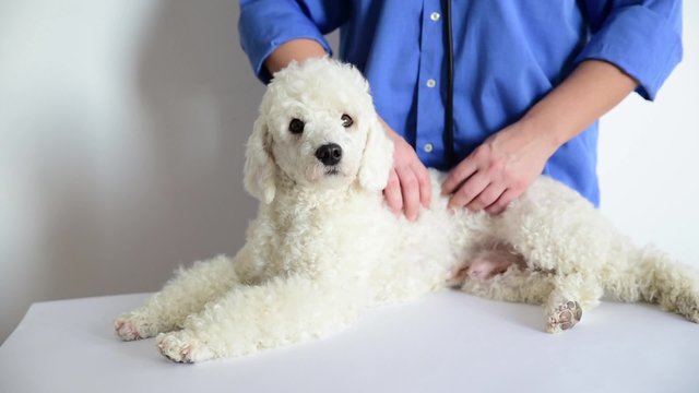 Massage dog in veterinary clinic