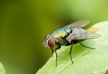 green fly on green leaf