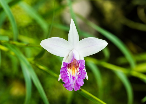 white and pink color of ground orchid
