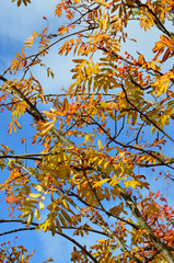 Autumn foliage