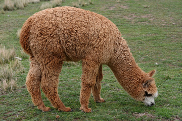 Obraz premium Baby Alpaca w Peru.
