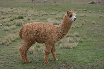 Fototapeta premium Baby Alpaca w Peru.