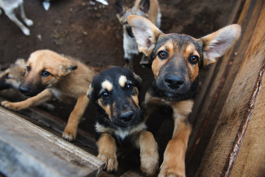 Fototapeta Many cute puppies locked in the cage