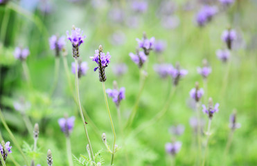 Fototapeta premium lavender with soft nature background