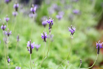 lavender with soft nature background