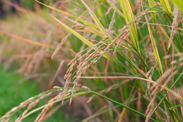 rice seed