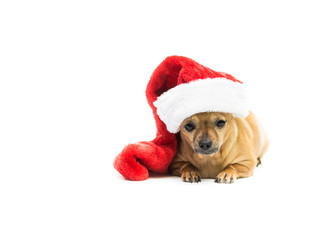 Chihuahua Wearing Christmas Stocking - Right Side