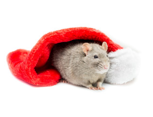 Gray Rat Under Christmas Stocking
