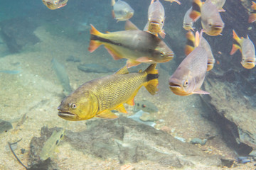 Diving at Salobra river with fishes piraputanga, piau, dourado and others