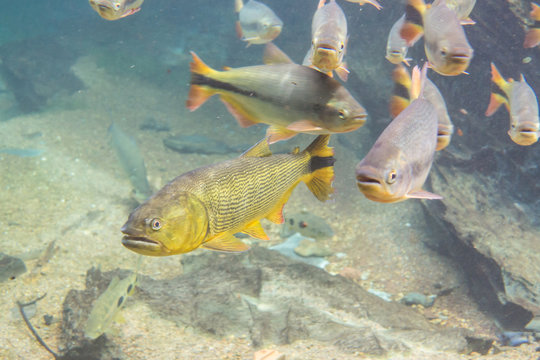 Diving at Salobra river with fishes piraputanga, piau, dourado and others
