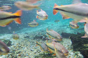 Fototapeta na wymiar Diving at Salobra river with fishes piraputanga, piau, dourado and others