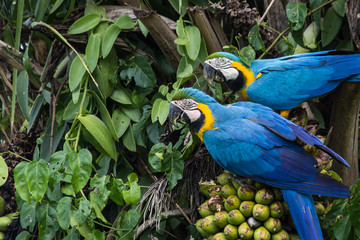 Brazilian Caninde Macaw eating coconuts - Mato Grosso State - Br