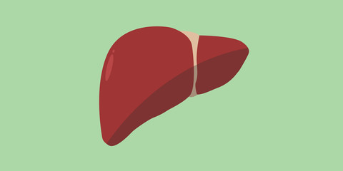 human liver red anatomy organ isolated