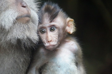 Wild monkey at  Florest