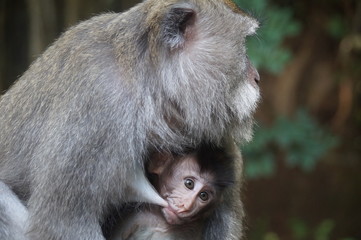 Wild monkey at  Florest