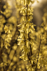 Vintage look forsythia flowers