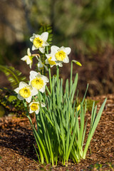 White and yellow narcissus flowers