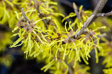 Witch-hazel shrub in bloom