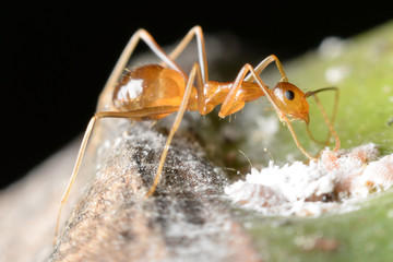 Ant gathering honeydew from a aphids and care in return.