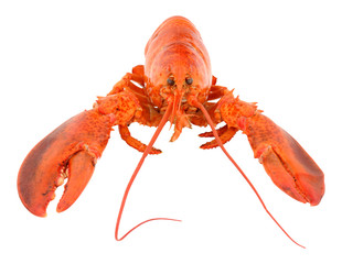 Whole Cooked Pink Lobster