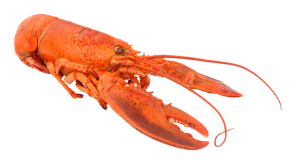 Whole Cooked Pink Lobster
