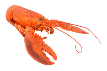 Whole Cooked Pink Lobster