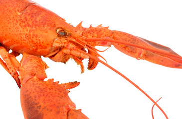 Whole Cooked Pink Lobster