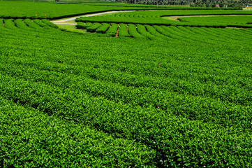 Tea Garden on the north of Thailand
