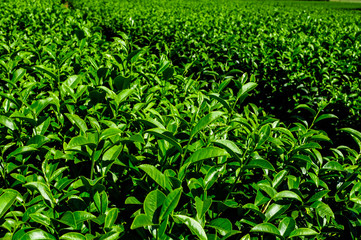Tea Garden on the north of Thailand
