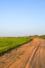 Fototapeta na wymiar dirt road and rice field in country Thailand