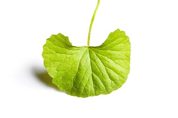 Obraz premium Centella asiatica leaves