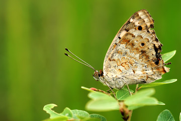 Butterfly on green leaves.