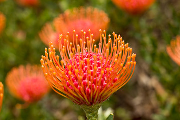 orange red protea flower