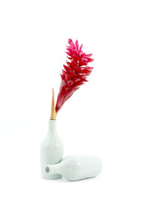 beautiful tropical red ginger flower on isolate white background