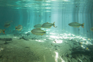 Diving at Salobra river with fishes piraputanga, piau, dourado a